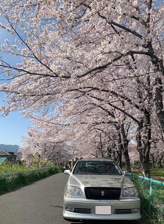クラウンエステートの桜とコラボ🌸に関するカスタム事例の投稿画像1枚目