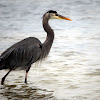 Great Blue Heron