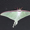 Luna Moth