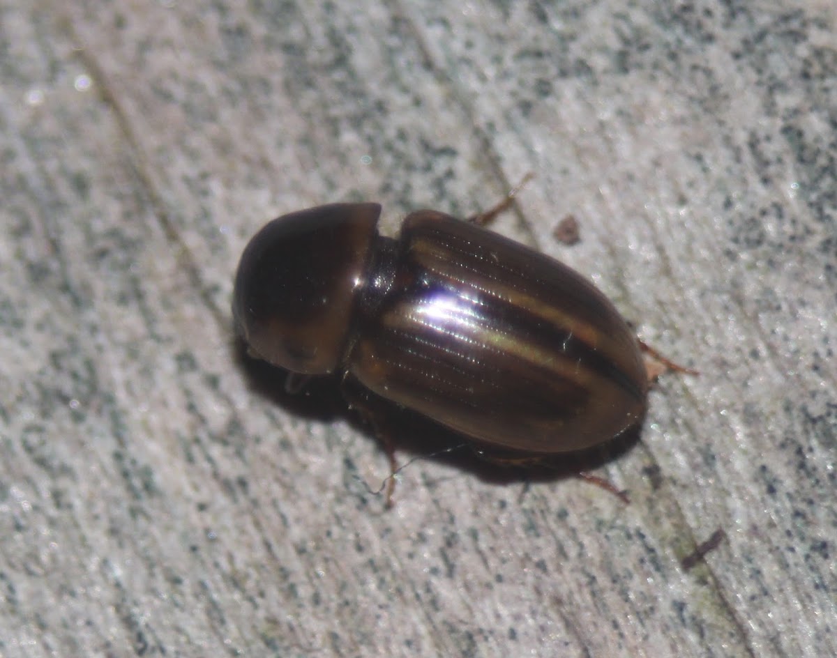 Aphodius (Labarrus) pseudolividus