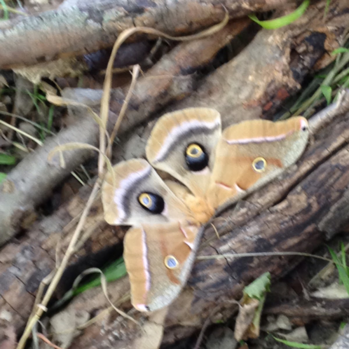 Polyphemus moth