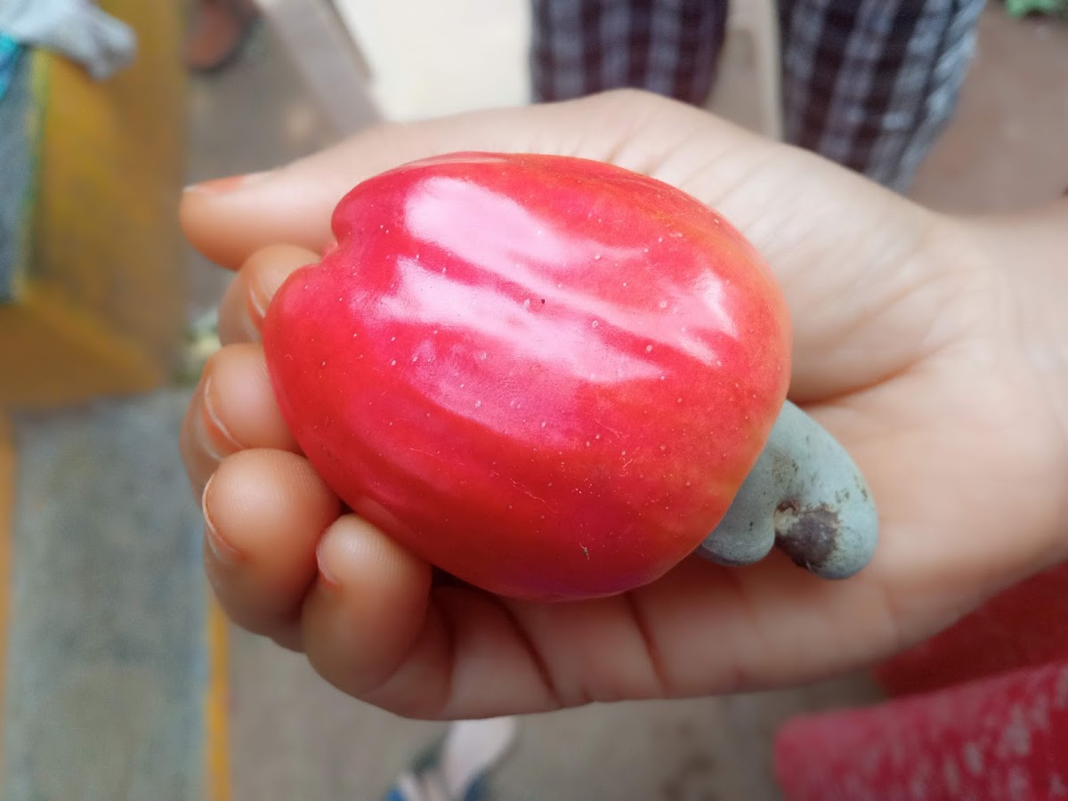 Cashew fruit