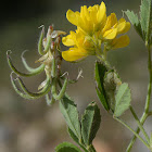 Jerusalem Fenugreek