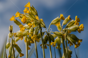 Close up Cowslips by Robert Little -   ( herbaceous, perennial, primulaceae, background, rare, yellow, primula veris, cowslip, summer, 500px.com, canon, flower )