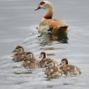 Egyptian Goose