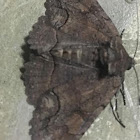 Zale Moth