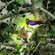 Violet-backed Starling