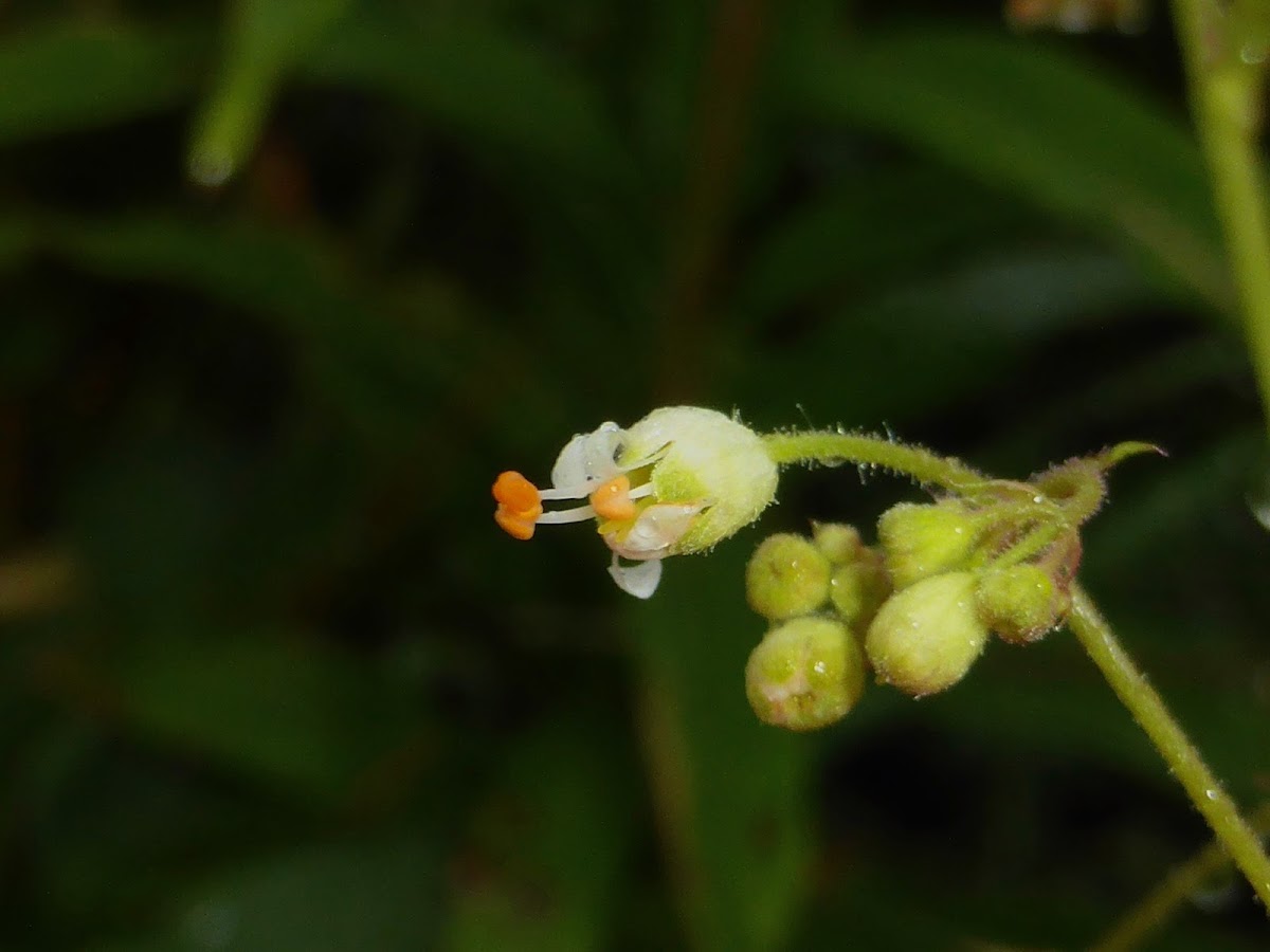 Alpine Heuchera