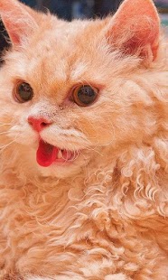 How to get Siberian Jigsaw Puzzles lastet apk for laptop