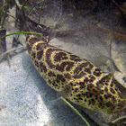 Checkered Puffer