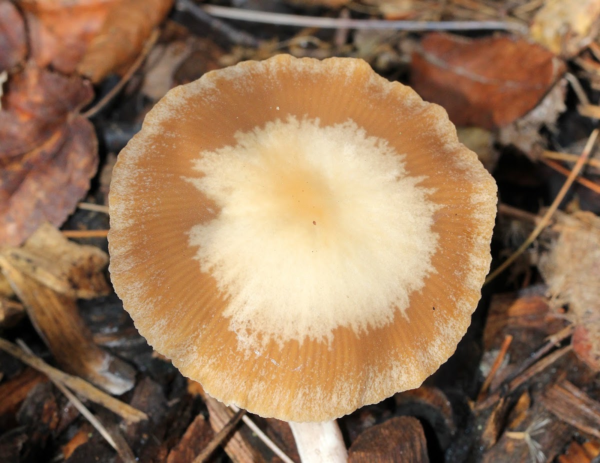 Psathyrella Mushroom