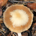 Psathyrella Mushroom