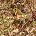 Wood warbler