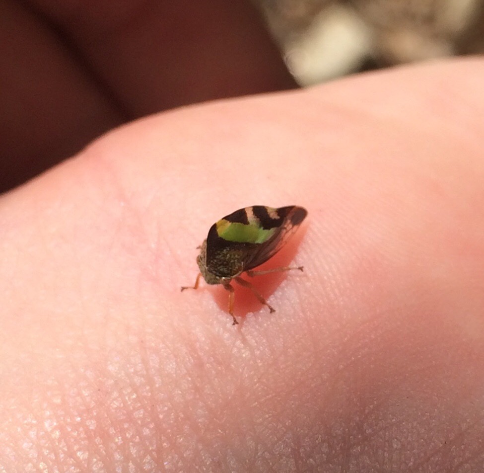 Camel Treehopper