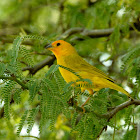 Saffron finch