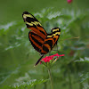 Tiger-Striped Longwing