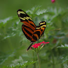 Tiger-Striped Longwing