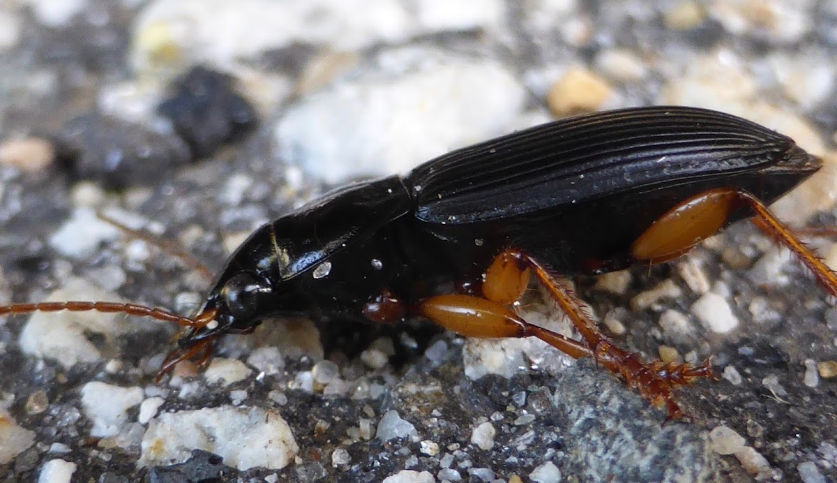 Ground Beetle