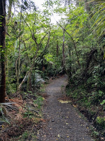 Pinnacles Walk Kauaeranga Kauri Trail