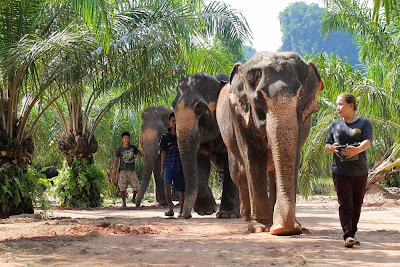 Walk with the elephants through the sanctuary