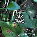 Jersey Tiger