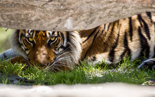 Golden Tiger Resting Beneath a Rocky Shade screenshot 2