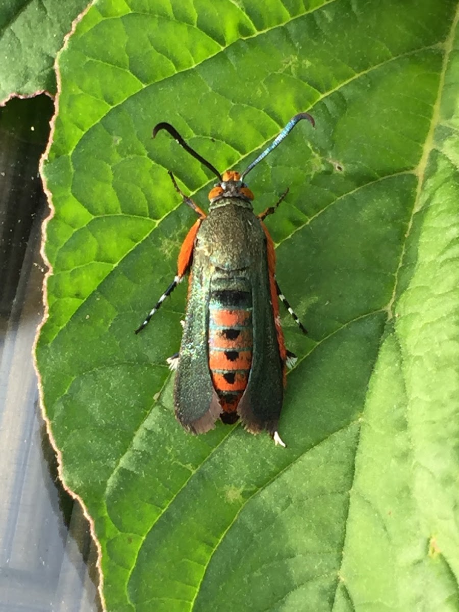 Squash Vine Borer Moth