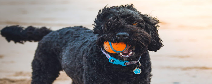 Portuguese Water Dog Themes & New Tab marquee promo image