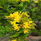 Item logo image for wallpaper tree with yellow flower cluster