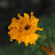 Marigold