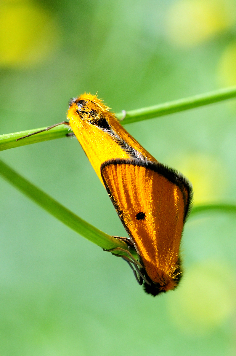 Heliothea discoidaria