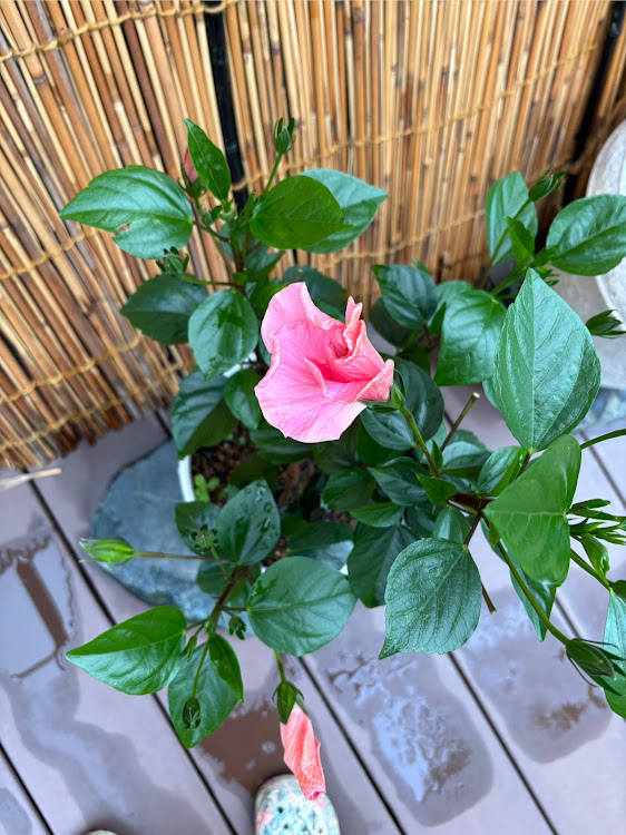 パッソの紫陽花・家の庭は花満開に関するカスタム事例の投稿画像6枚目