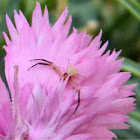 Yellow flower crab spider