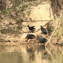 Black Vulture