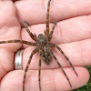 Fishing Spider