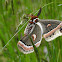 Cecropia Moth