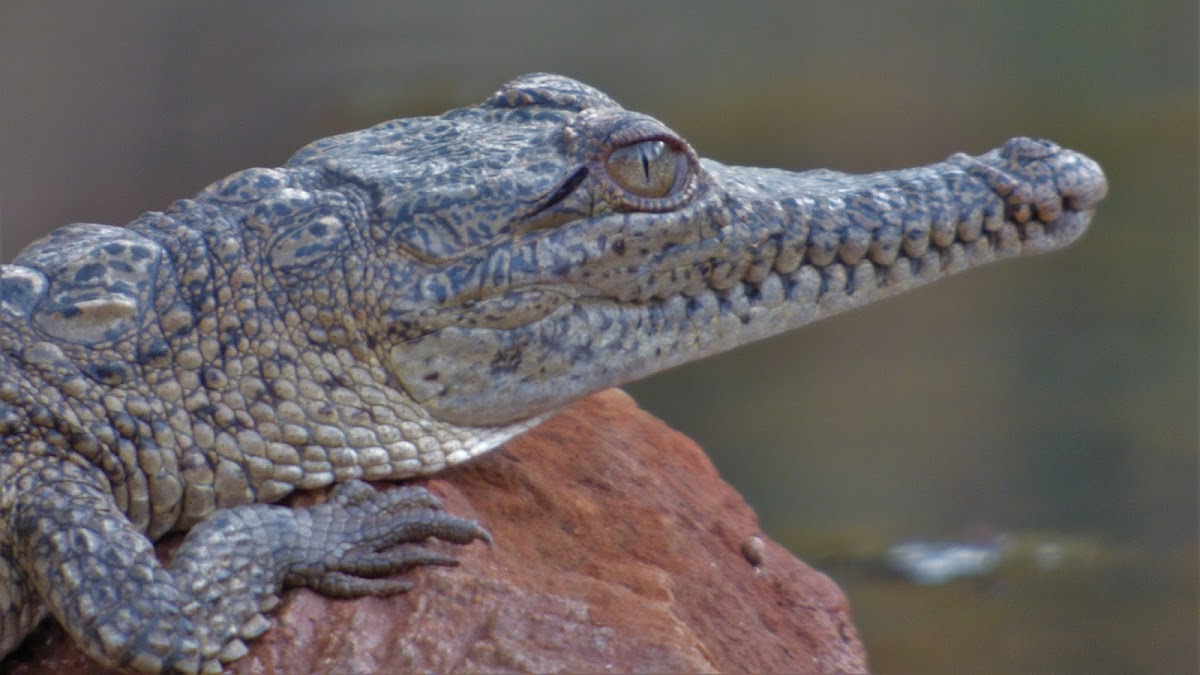 Freshwater Crocodile (juvenile)