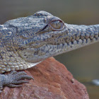 Freshwater Crocodile (juvenile)