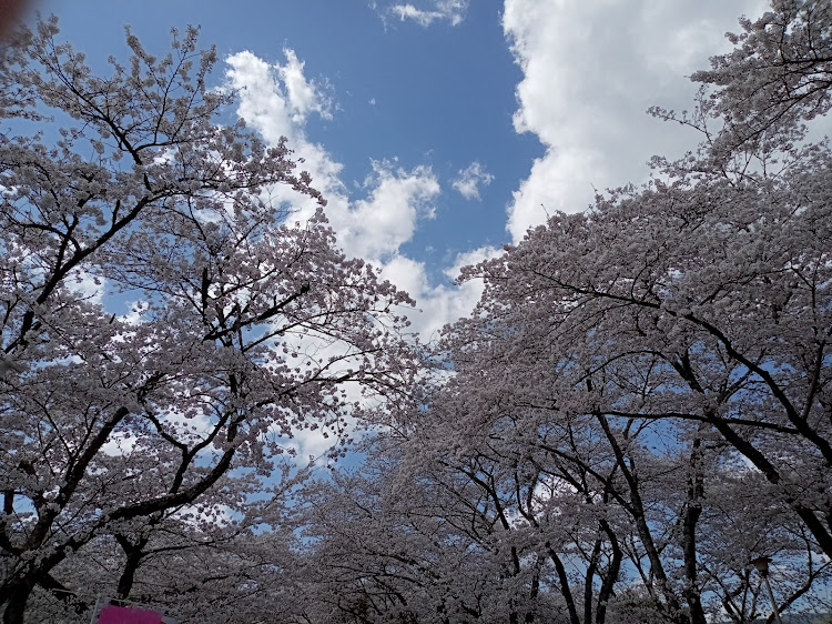 コペンのお袋を連れて桜🌸見物🤗・桜🌸の品種🤔⁉️⁉️に関するカスタム事例の投稿画像3枚目