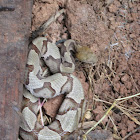 Eastern Copperhead