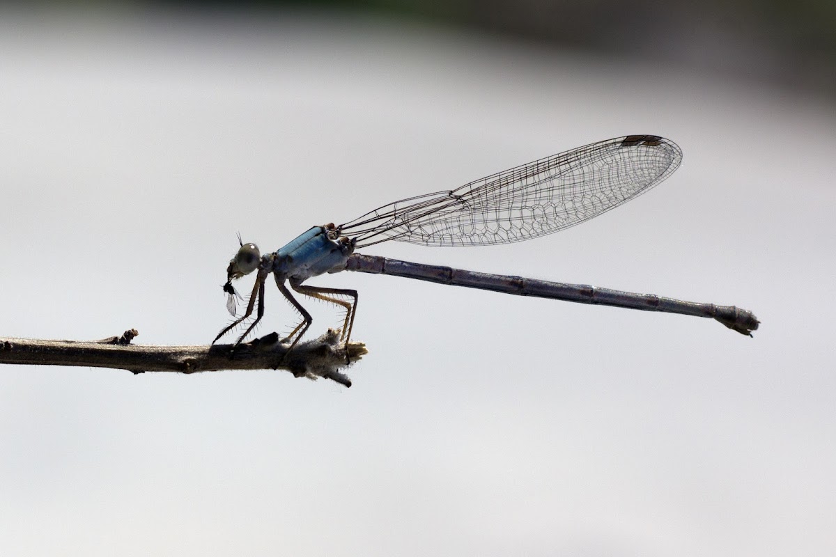 Damsel Fly