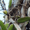 Night-blooming Cereus?