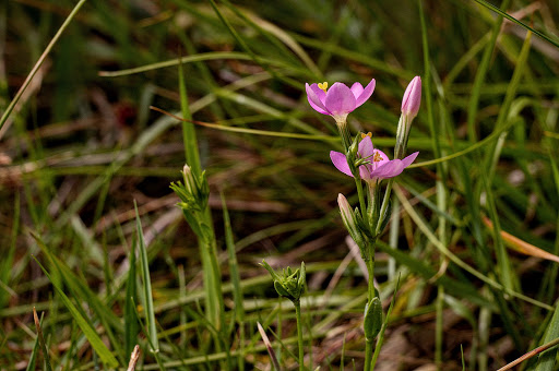 Centaurium pulchellum