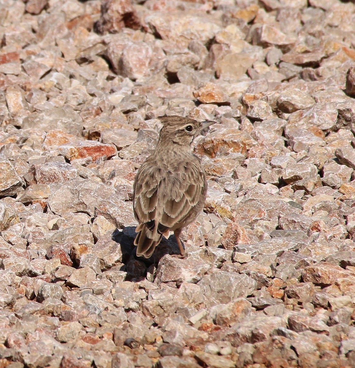 Skylark