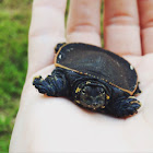 Florida soft shelled turtle