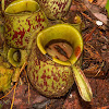 Nepenthes ampullaria