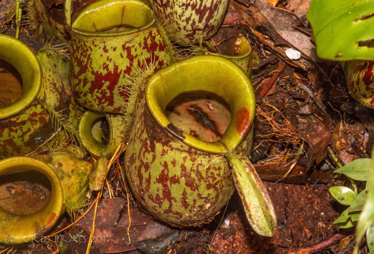 Nepenthes ampullaria