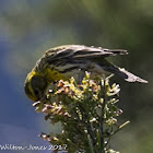 Serin; Verdecillo