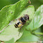 Eristalis arbustorum