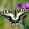 Swallowtail; Macaón